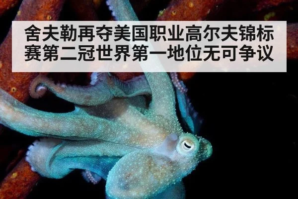 舍夫勒再夺美国职业高尔夫锦标赛第二冠世界第一地位无可争议